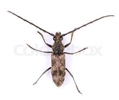 Attēlu rezultāti vaicājumam “Acanthocinus aedilis”