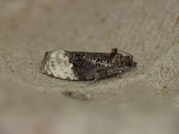 Attēlu rezultāti vaicājumam “Apotomis betuletana”