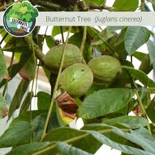 Attēlu rezultāti vaicājumam “Juglans cinerea”