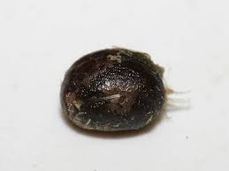 Attēlu rezultāti vaicājumam “Galium odoratum fruit”