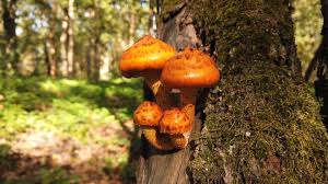 Attēlu rezultāti vaicājumam “Pholiota aurivella”