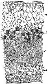 Attēlu rezultāti vaicājumam “Pleurococcus vulgaris”