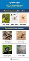 Image result for spider