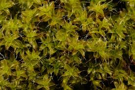 Attēlu rezultāti vaicājumam “Syntrichia ruralis var. ruralis”