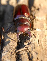 Attēlu rezultāti vaicājumam “Capreolus capreolus”