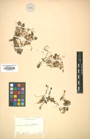 Attēlu rezultāti vaicājumam “Callitriche verna”