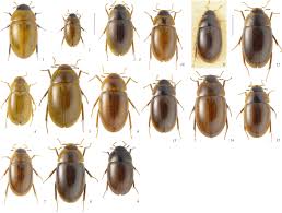 Attēlu rezultāti vaicājumam “Enochrus affinis”