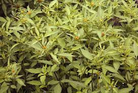 Attēlu rezultāti vaicājumam “Bidens frondosa fruit”