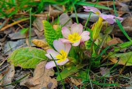 Attēlu rezultāti vaicājumam “Primula elatior flower”
