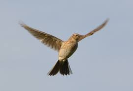 Attēlu rezultāti vaicājumam “Alauda arvensis”