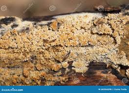 Attēlu rezultāti vaicājumam “Hyphodontia barba-jovis”