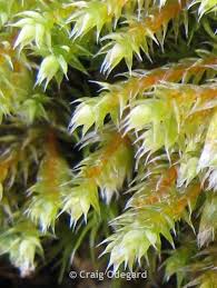 Attēlu rezultāti vaicājumam “Hedwigia ciliata sporophyte”