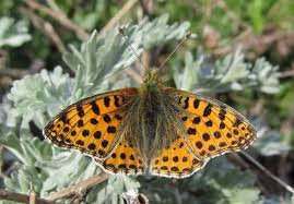 Attēlu rezultāti vaicājumam “Issoria lathonia”