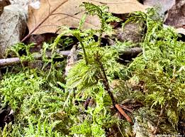 Attēlu rezultāti vaicājumam “Hylocomium splendens sporophyte”
