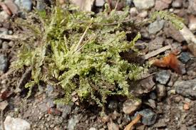 Attēlu rezultāti vaicājumam “Lophocolea coadunata”