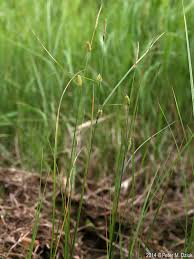 Attēlu rezultāti vaicājumam “Carex lepidocarpa leaf”