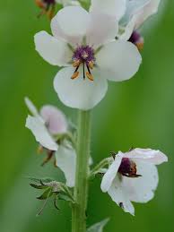 Image result for Verbascum blattaria