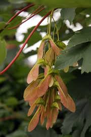 Attēlu rezultāti vaicājumam “Acer pseudoplatanus fruit”