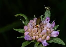 Attēlu rezultāti vaicājumam “Adela cuprella”