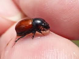 Attēlu rezultāti vaicājumam “Aphodius subterraneus”