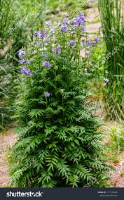 Attēlu rezultāti vaicājumam “Polemonium caeruleum”