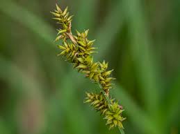 Attēlu rezultāti vaicājumam “Carex elongata”