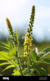 Attēlu rezultāti vaicājumam “Agrimonia eupatoria leaf”