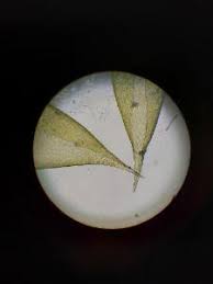 Attēlu rezultāti vaicājumam “Hypnum cupressiforme var. lacunosum sporophyte”