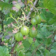 Attēlu rezultāti vaicājumam “Ribes uva-crispa”