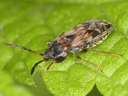 Attēlu rezultāti vaicājumam “Scolopostethus thomsoni”