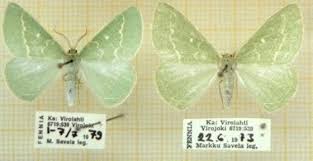 Attēlu rezultāti vaicājumam “Thetidia smaragdaria”