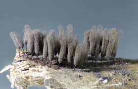 Attēlu rezultāti vaicājumam “Stemonitis herbatica young”