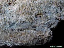 Attēlu rezultāti vaicājumam “Hydnocristella himantia”