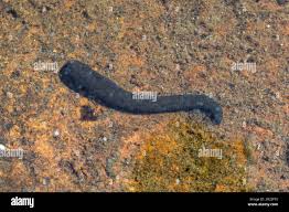 Attēlu rezultāti vaicājumam “Haemopis sanguisuga”