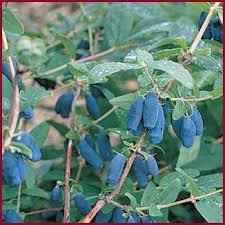 Attēlu rezultāti vaicājumam “Lonicera caerulea var. pallasii fruit”
