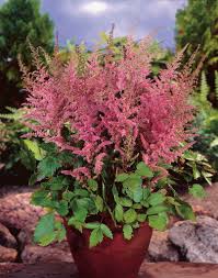 Attēlu rezultāti vaicājumam “Astilbe chinensis leaf”