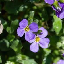 Attēlu rezultāti vaicājumam “Aubrieta deltoidea leaf”