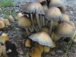 Attēlu rezultāti vaicājumam “Coprinus micaceus”