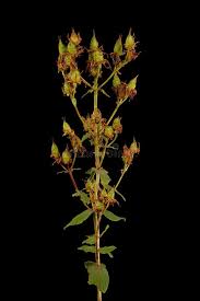 Attēlu rezultāti vaicājumam “Hypericum maculatum flower”