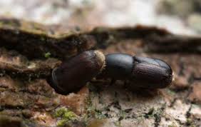 Attēlu rezultāti vaicājumam “Priobium carpini”