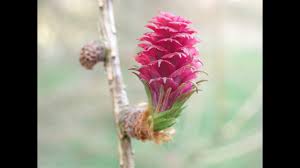 Attēlu rezultāti vaicājumam “Larix decidua flower”