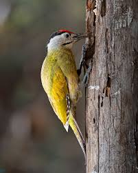 Attēlu rezultāti vaicājumam “Picus canus”