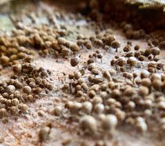 Attēlu rezultāti vaicājumam “Phleogena faginea young”