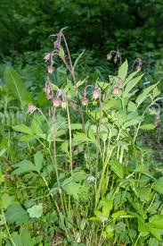 Attēlu rezultāti vaicājumam “Geum rivale bud”