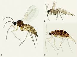 Attēlu rezultāti vaicājumam “Sciara analis”