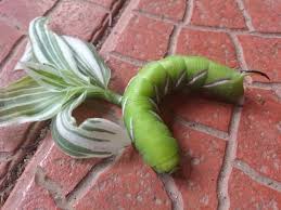 Attēlu rezultāti vaicājumam “Sphinx ligustri larva”