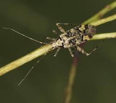 Attēlu rezultāti vaicājumam “Phytocoris tiliae”