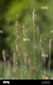 Attēlu rezultāti vaicājumam “Carex appropinquata”