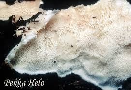 Attēlu rezultāti vaicājumam “Postia undosa”