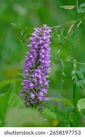 Attēlu rezultāti vaicājumam “Dactylorhiza majalis subsp. baltica leaf”